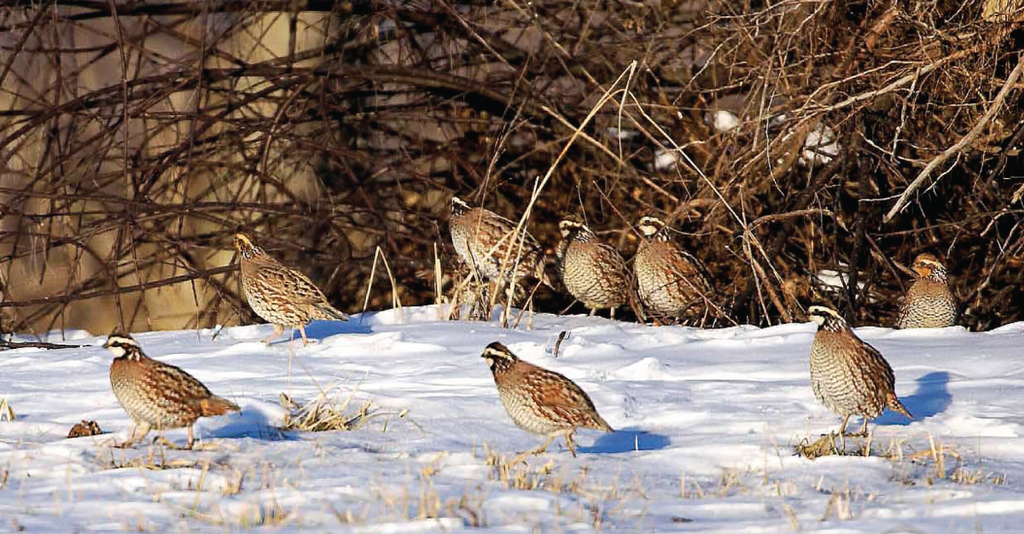 TRIAD APPROACH TO BOOSTING QUAIL AND PHEASANT POPULATIONS
